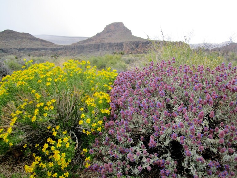 Mojave Desert flowers