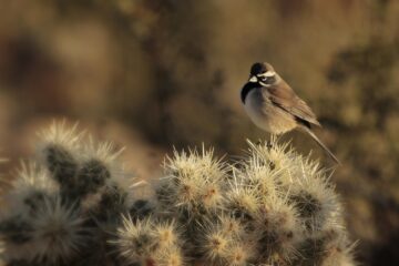 photofrompixabaywith-birdcactus-4.27.2025